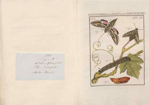 Reproducción/Reproduction 49817006631: Beschouwing der wonderen Gods, in de minstgeachte schepzelen :. Te Amsterdam :by J.C. Sepp,1762-1860.. 