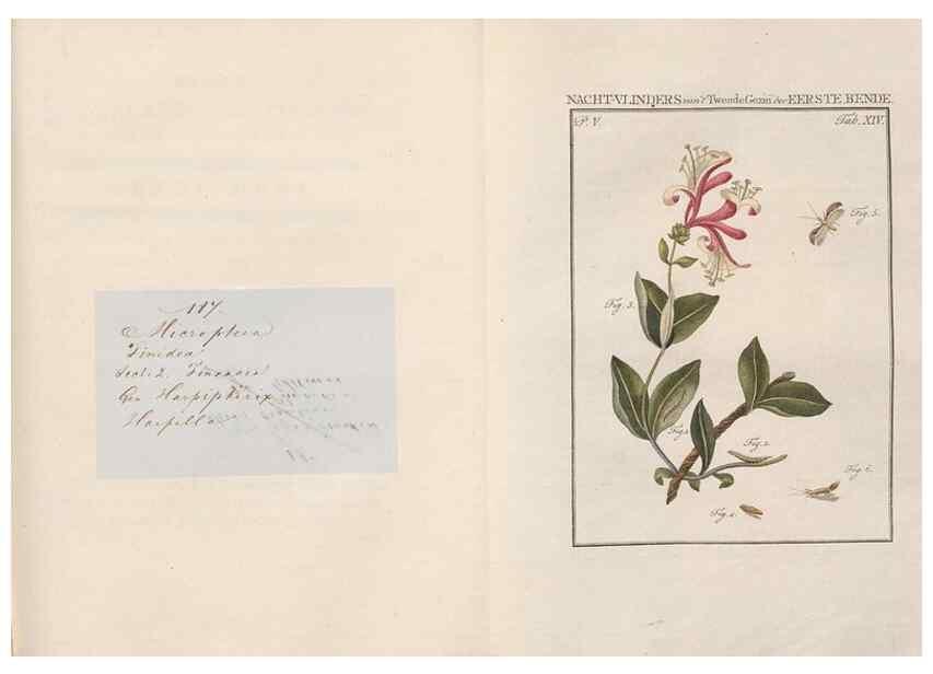 Reproducción/Reproduction 49817006981: Beschouwing der wonderen Gods, in de minstgeachte schepzelen :. Te Amsterdam :by J.C. Sepp,1762-1860.. 