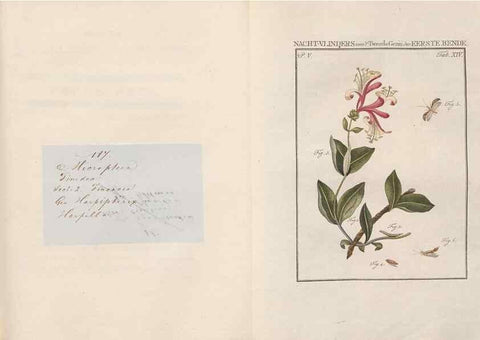 Reproducción/Reproduction 49817006981: Beschouwing der wonderen Gods, in de minstgeachte schepzelen :. Te Amsterdam :by J.C. Sepp,1762-1860.. 