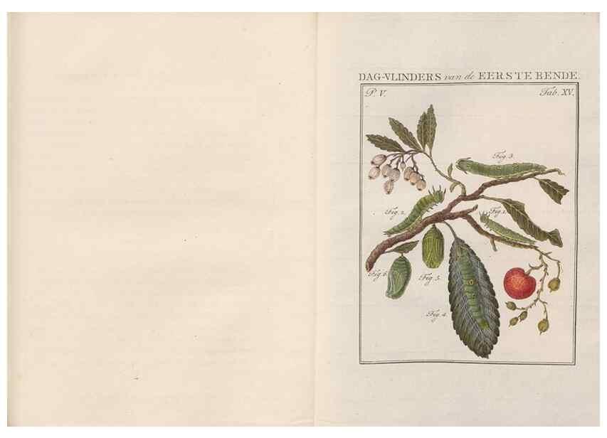 Reproducción/Reproduction 49816473913: Beschouwing der wonderen Gods, in de minstgeachte schepzelen :. Te Amsterdam :by J.C. Sepp,1762-1860.. 