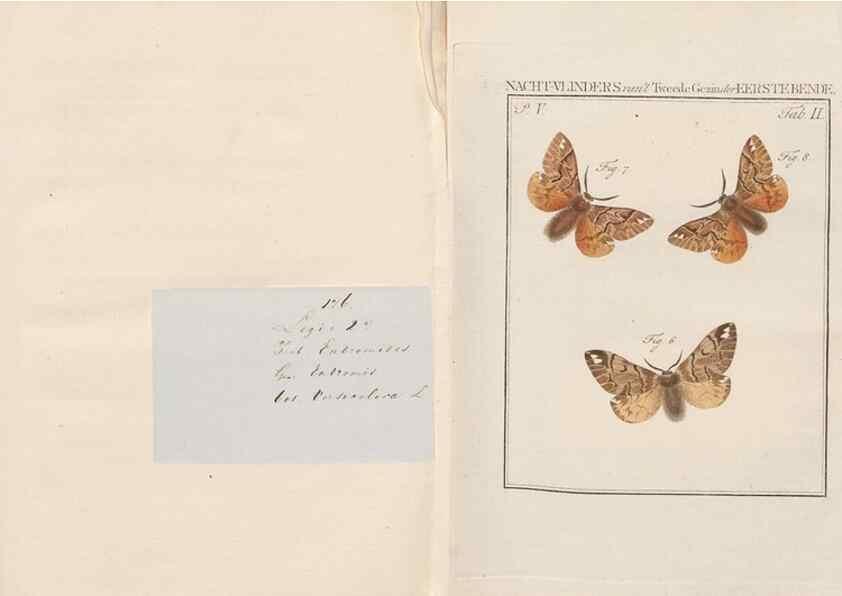 Reproducción/Reproduction 49816471573: Beschouwing der wonderen Gods, in de minstgeachte schepzelen :. Te Amsterdam :by J.C. Sepp,1762-1860.. 