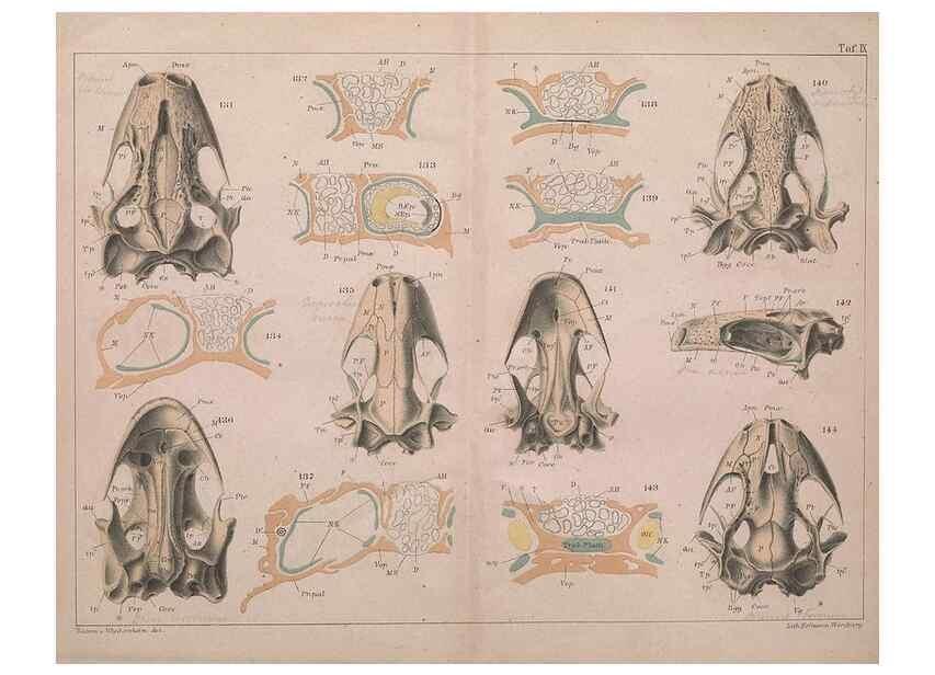Reproducción/Reproduction 49814856251: Das kopfskelet der urodelen;. Leipzig,W. Engelmann,1877.. 