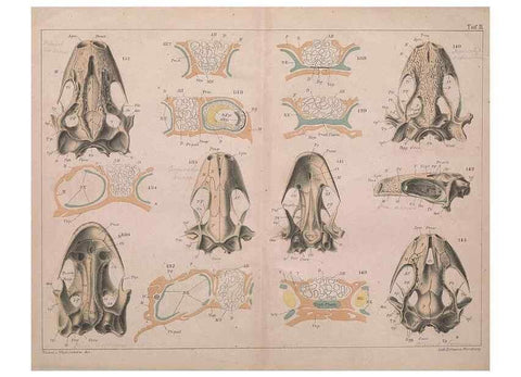 Reproducción/Reproduction 49814856251: Das kopfskelet der urodelen;. Leipzig,W. Engelmann,1877.. 