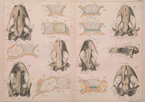 Reproducción/Reproduction 49814856251: Das kopfskelet der urodelen;. Leipzig,W. Engelmann,1877.. 
