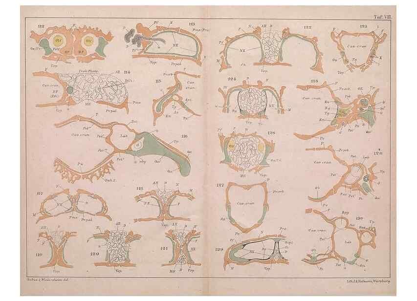 Reproducción/Reproduction 49814316208: Das kopfskelet der urodelen;. Leipzig,W. Engelmann,1877.. 