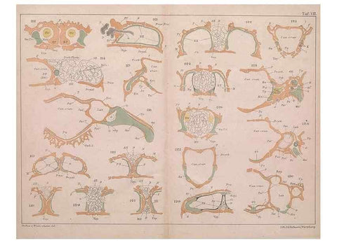 Reproducción/Reproduction 49814316208: Das kopfskelet der urodelen;. Leipzig,W. Engelmann,1877.. 