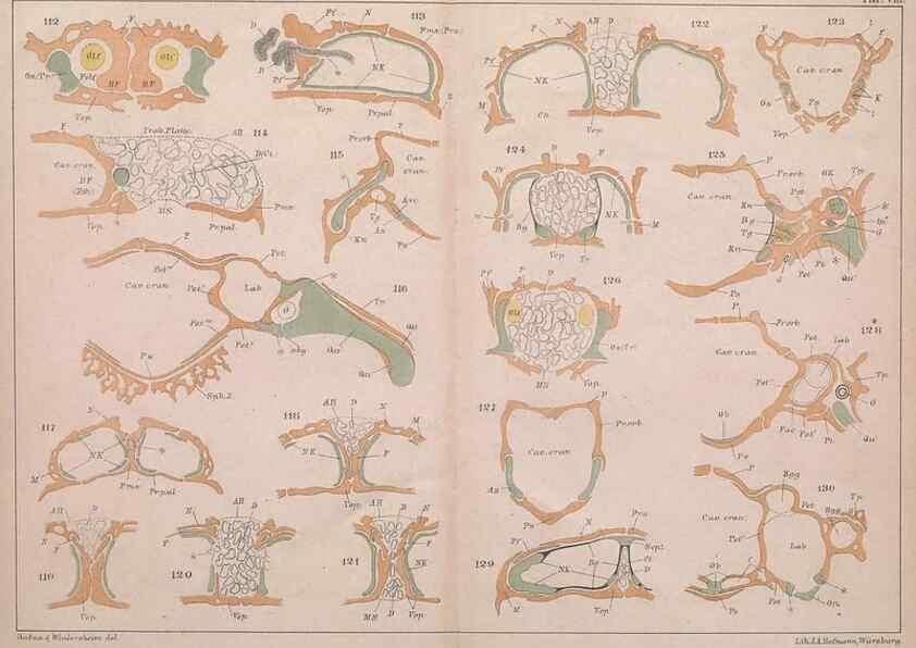 Reproducción/Reproduction 49814316208: Das kopfskelet der urodelen;. Leipzig,W. Engelmann,1877.. 