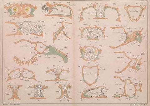 Reproducción/Reproduction 49814316208: Das kopfskelet der urodelen;. Leipzig,W. Engelmann,1877.. 