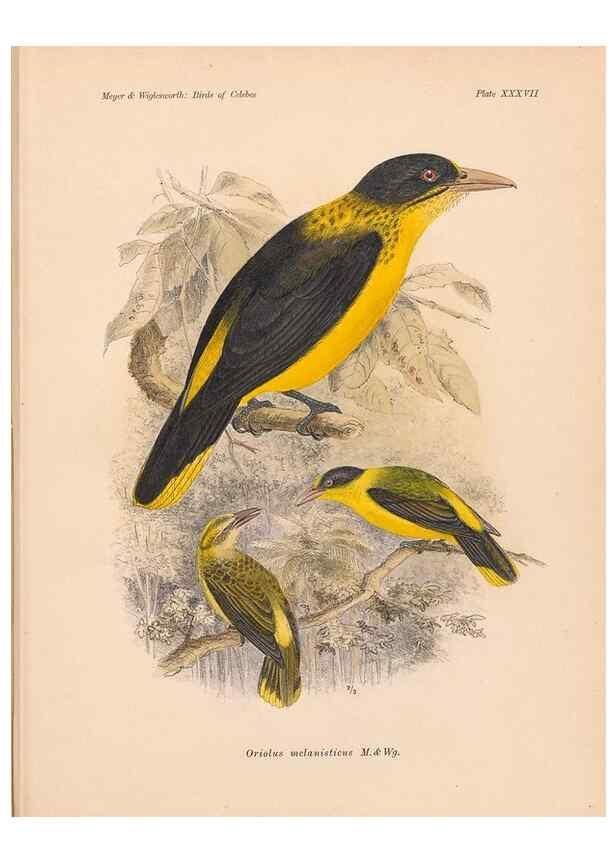 Reproducción/Reproduction 49814182038: The birds of Celebes and the neighbouring islands /. Berlin :R. Friedländer & Sohn,1898.. 