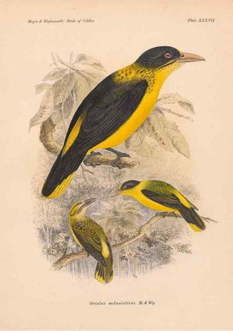 Reproducción/Reproduction 49814182038: The birds of Celebes and the neighbouring islands /. Berlin :R. Friedländer & Sohn,1898.. 