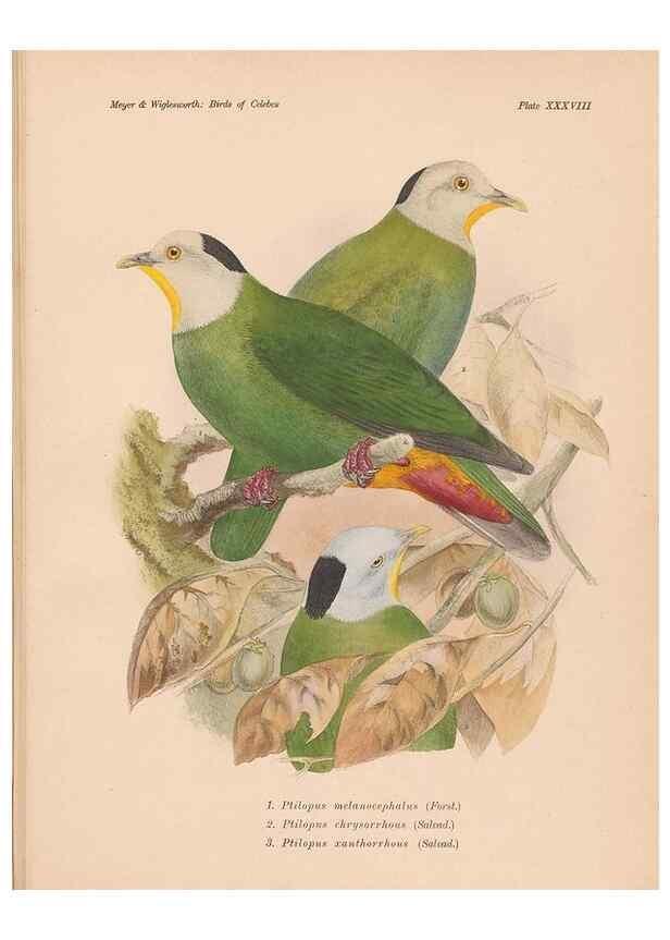 Reproducción/Reproduction 49814182238: The birds of Celebes and the neighbouring islands /. Berlin :R. Friedländer & Sohn,1898.. 