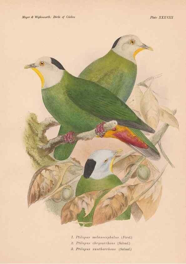Reproducción/Reproduction 49814182238: The birds of Celebes and the neighbouring islands /. Berlin :R. Friedländer & Sohn,1898.. 