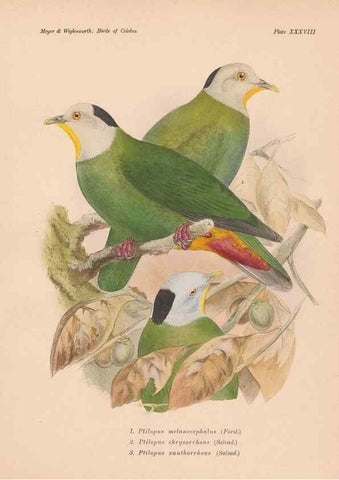 Reproducción/Reproduction 49814182238: The birds of Celebes and the neighbouring islands /. Berlin :R. Friedländer & Sohn,1898.. 