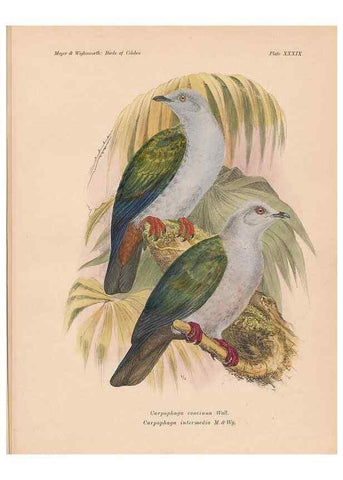 Reproducción/Reproduction 49814182433: The birds of Celebes and the neighbouring islands /. Berlin :R. Friedländer & Sohn,1898.. 