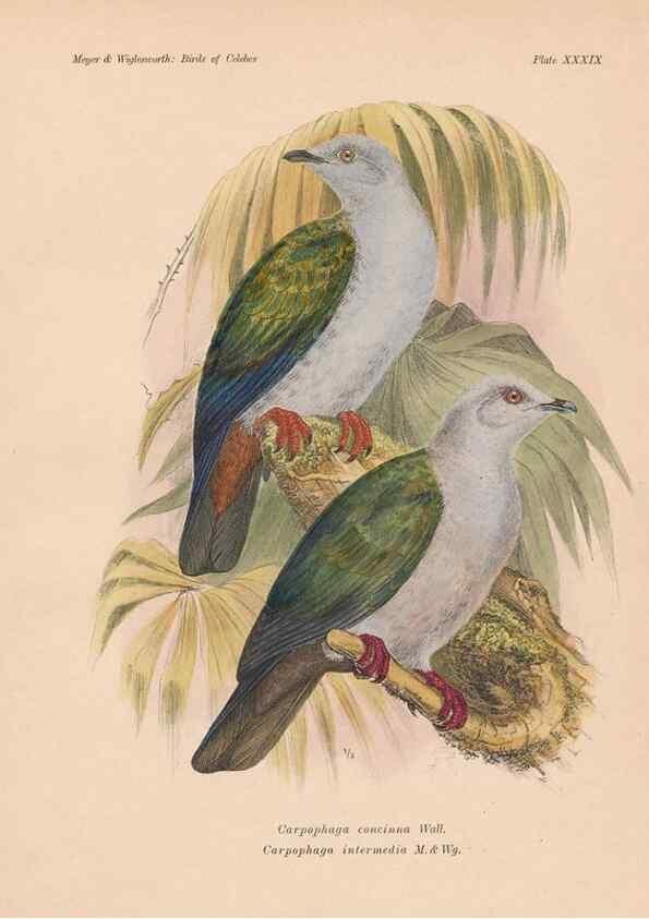 Reproducción/Reproduction 49814182433: The birds of Celebes and the neighbouring islands /. Berlin :R. Friedländer & Sohn,1898.. 