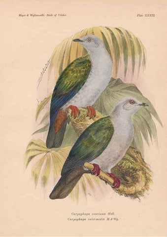 Reproducción/Reproduction 49814182433: The birds of Celebes and the neighbouring islands /. Berlin :R. Friedländer & Sohn,1898.. 