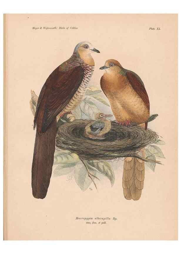 Reproducción/Reproduction 49814722516: The birds of Celebes and the neighbouring islands /. Berlin :R. Friedländer & Sohn,1898.. 