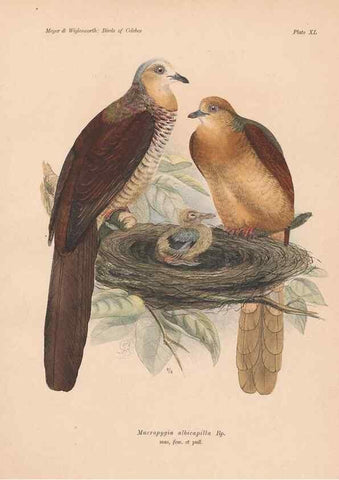 Reproducción/Reproduction 49814722516: The birds of Celebes and the neighbouring islands /. Berlin :R. Friedländer & Sohn,1898.. 
