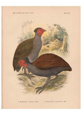 Reproducción/Reproduction 49814722736: The birds of Celebes and the neighbouring islands /. Berlin :R. Friedländer & Sohn,1898.. 