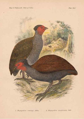 Reproducción/Reproduction 49814722736: The birds of Celebes and the neighbouring islands /. Berlin :R. Friedländer & Sohn,1898.. 