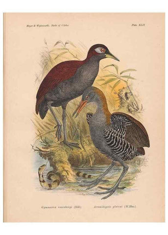Reproducción/Reproduction 49814723036: The birds of Celebes and the neighbouring islands /. Berlin :R. Friedländer & Sohn,1898.. 