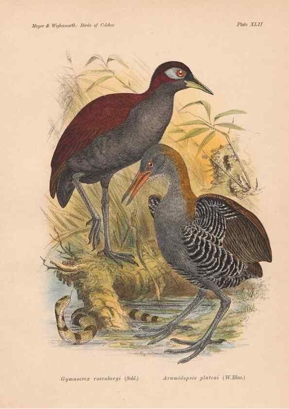 Reproducción/Reproduction 49814723036: The birds of Celebes and the neighbouring islands /. Berlin :R. Friedländer & Sohn,1898.. 