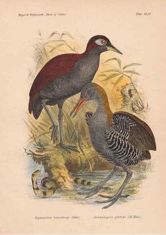 Reproducción/Reproduction 49814723036: The birds of Celebes and the neighbouring islands /. Berlin :R. Friedländer & Sohn,1898.. 