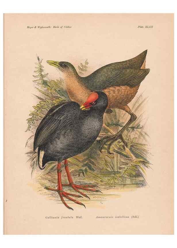 Reproducción/Reproduction 49814183493: The birds of Celebes and the neighbouring islands /. Berlin :R. Friedländer & Sohn,1898.. 