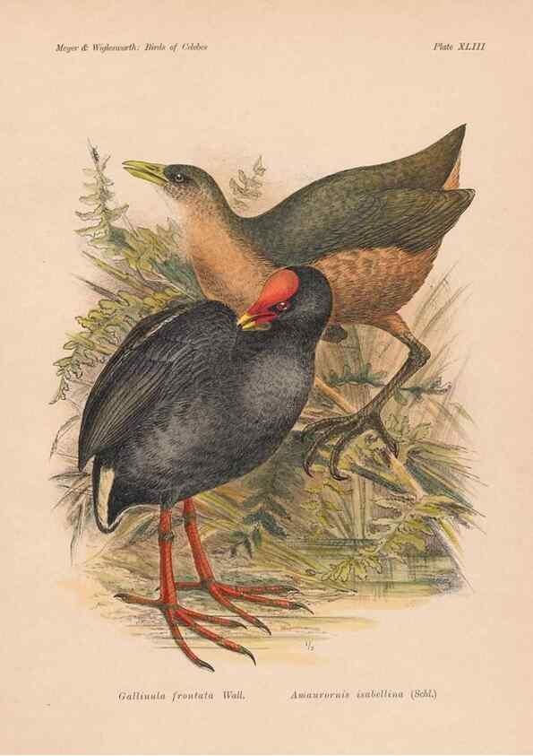 Reproducción/Reproduction 49814183493: The birds of Celebes and the neighbouring islands /. Berlin :R. Friedländer & Sohn,1898.. 