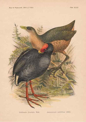 Reproducción/Reproduction 49814183493: The birds of Celebes and the neighbouring islands /. Berlin :R. Friedländer & Sohn,1898.. 