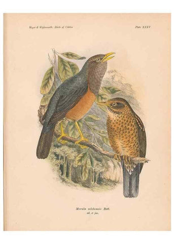 Reproducción/Reproduction 49814721511: The birds of Celebes and the neighbouring islands /. Berlin :R. Friedländer & Sohn,1898.. 