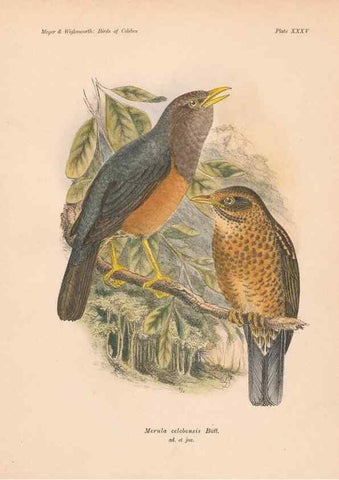 Reproducción/Reproduction 49814721511: The birds of Celebes and the neighbouring islands /. Berlin :R. Friedländer & Sohn,1898.. 