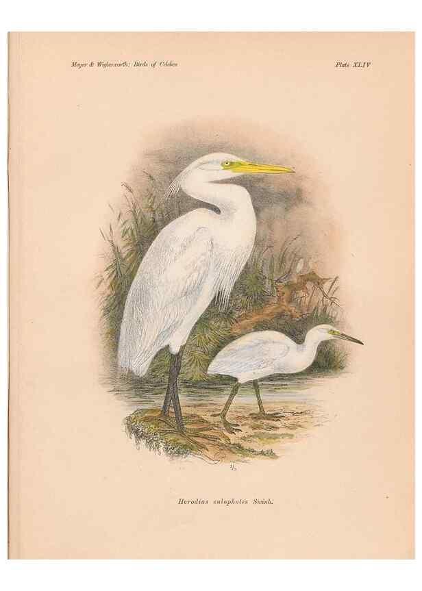 Reproducción/Reproduction 49814183803: The birds of Celebes and the neighbouring islands /. Berlin :R. Friedländer & Sohn,1898.. 
