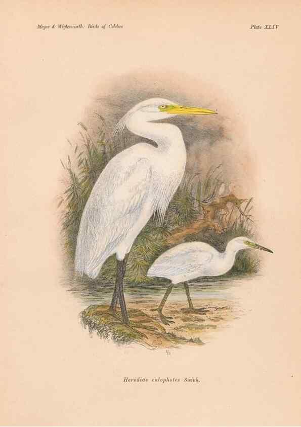 Reproducción/Reproduction 49814183803: The birds of Celebes and the neighbouring islands /. Berlin :R. Friedländer & Sohn,1898.. 