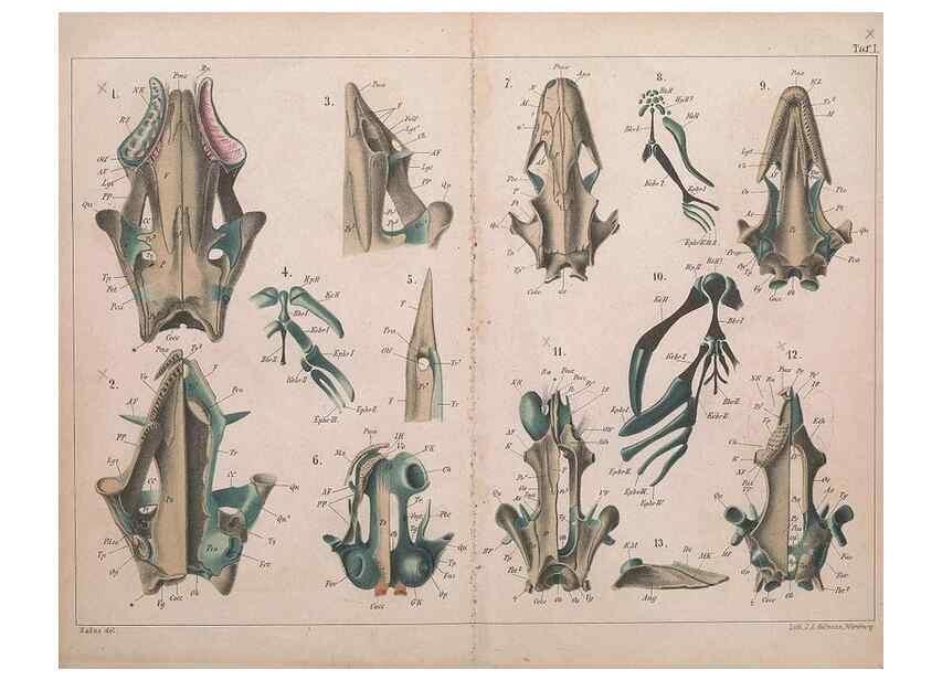 Reproducción/Reproduction 49814853986: Das kopfskelet der urodelen;. Leipzig,W. Engelmann,1877.. 