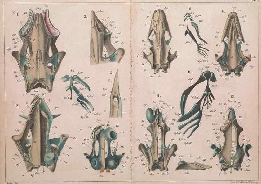 Reproducción/Reproduction 49814853986: Das kopfskelet der urodelen;. Leipzig,W. Engelmann,1877.. 
