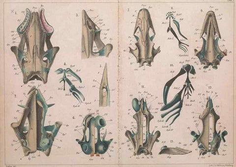 Reproducción/Reproduction 49814853986: Das kopfskelet der urodelen;. Leipzig,W. Engelmann,1877.. 