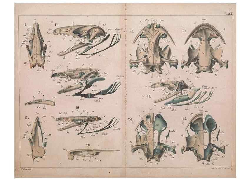 Reproducción/Reproduction 49815164032: Das kopfskelet der urodelen;. Leipzig,W. Engelmann,1877.. 