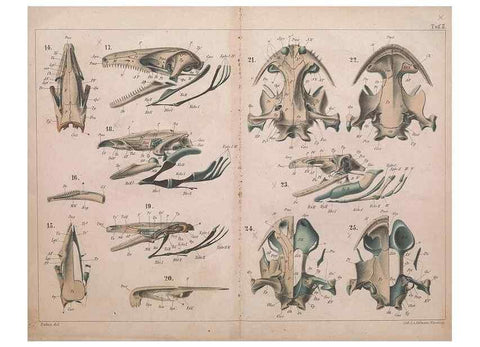 Reproducción/Reproduction 49815164032: Das kopfskelet der urodelen;. Leipzig,W. Engelmann,1877.. 