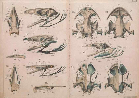 Reproducción/Reproduction 49815164032: Das kopfskelet der urodelen;. Leipzig,W. Engelmann,1877.. 
