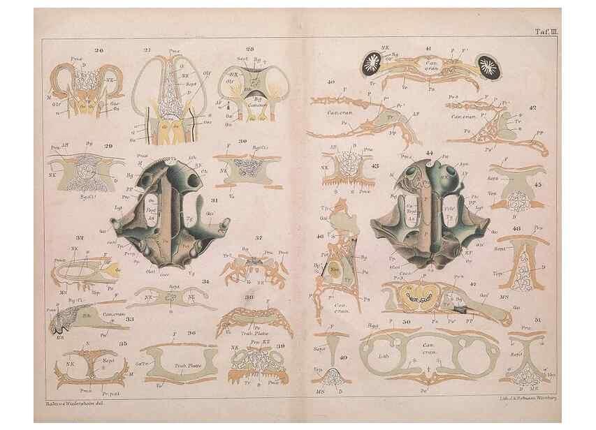 Reproducción/Reproduction 49814854661: Das kopfskelet der urodelen;. Leipzig,W. Engelmann,1877.. 