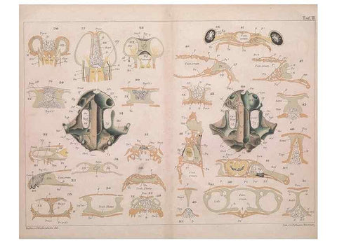 Reproducción/Reproduction 49814854661: Das kopfskelet der urodelen;. Leipzig,W. Engelmann,1877.. 