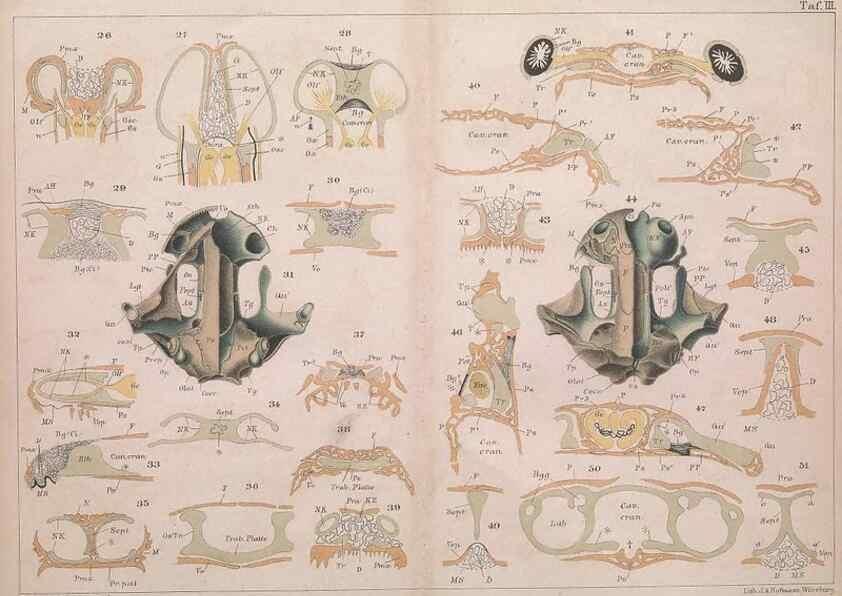 Reproducción/Reproduction 49814854661: Das kopfskelet der urodelen;. Leipzig,W. Engelmann,1877.. 