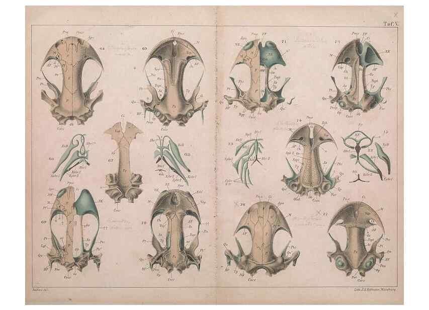 Reproducción/Reproduction 49814315723: Das kopfskelet der urodelen;. Leipzig,W. Engelmann,1877.. 