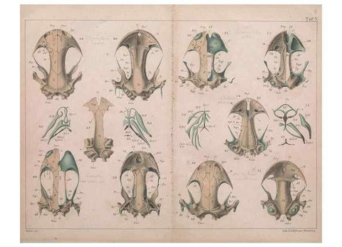 Reproducción/Reproduction 49814315723: Das kopfskelet der urodelen;. Leipzig,W. Engelmann,1877.. 