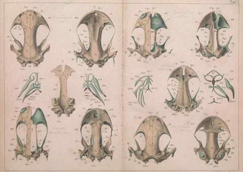 Reproducción/Reproduction 49814315723: Das kopfskelet der urodelen;. Leipzig,W. Engelmann,1877.. 