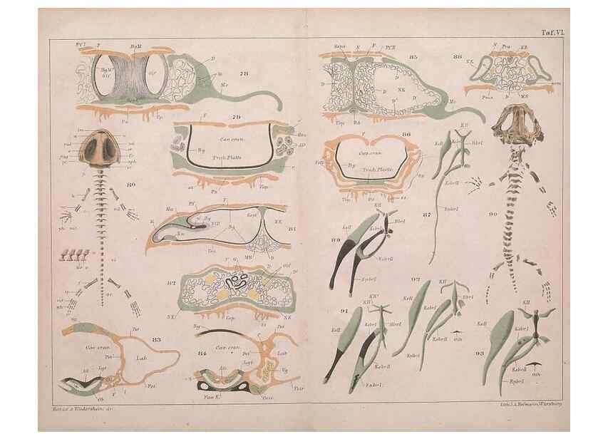 Reproducción/Reproduction 49815165057: Das kopfskelet der urodelen;. Leipzig,W. Engelmann,1877.. 