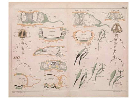 Reproducción/Reproduction 49815165057: Das kopfskelet der urodelen;. Leipzig,W. Engelmann,1877.. 