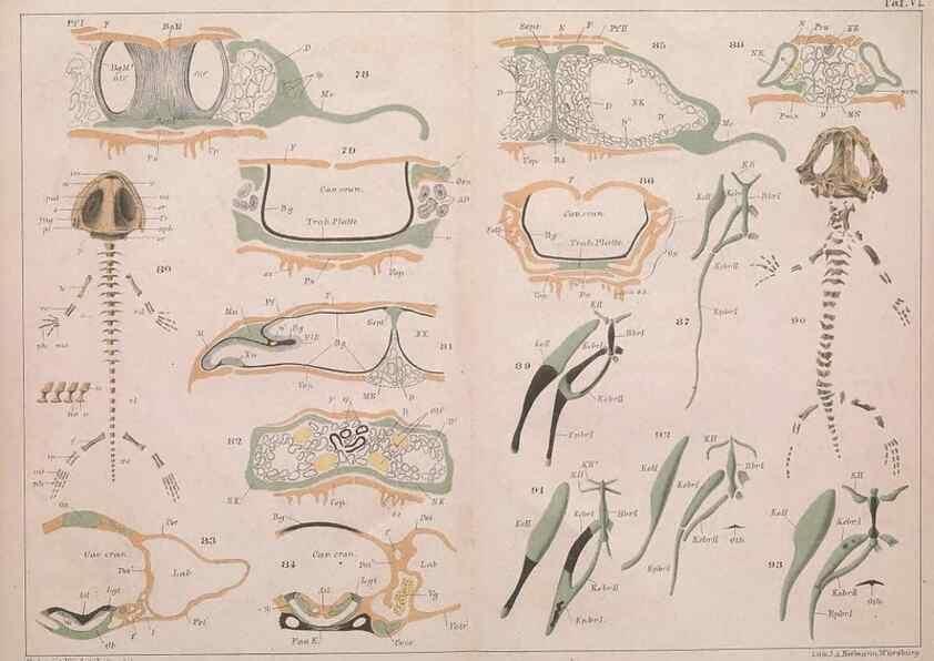 Reproducción/Reproduction 49815165057: Das kopfskelet der urodelen;. Leipzig,W. Engelmann,1877.. 