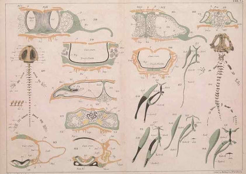 Reproducción/Reproduction 49815165057: Das kopfskelet der urodelen;. Leipzig,W. Engelmann,1877.. 